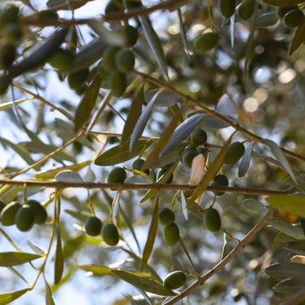 Nasiona Oliwki Europejskiej (Olea europaea)