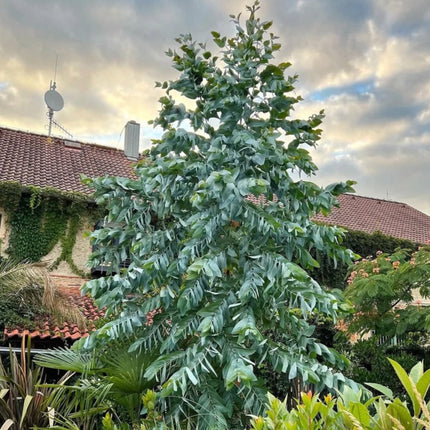 Nasiona Eukaliptusa Błyszczącego (Eucalyptus nitens)