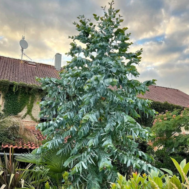 Nasiona Eukaliptusa Błyszczącego (Eucalyptus nitens)