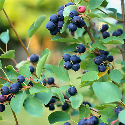 Nasiona Świdośliwy Olcholistnej (Amelanchier alnifolia)