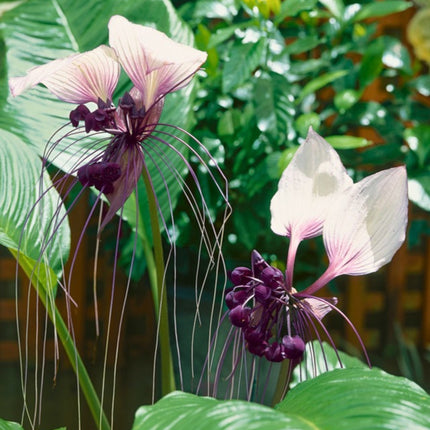 Nasiona Krąpieli Całolistnej (Tacca integrifolia)