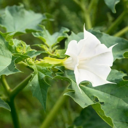 Nasiona Bielunia Surmikwiatu (Datura metel)