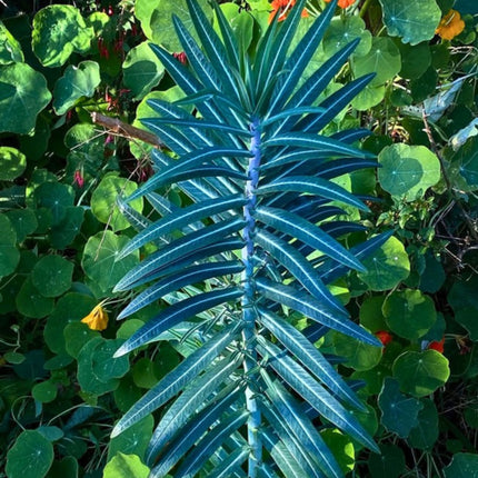 Nasiona Wilczomlecza Groszkowego (Euphorbia lathyris)
