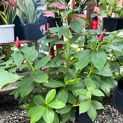 Nasiona Imbirowca Krepowanego (Hellenia speciosa / Costus speciosus)