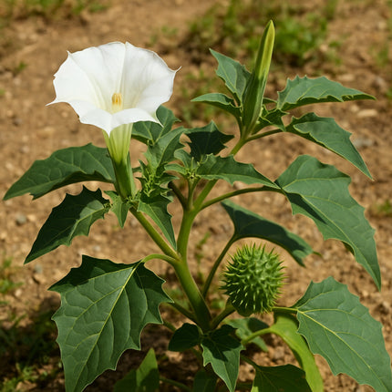 Nasiona Bielunia Dziędzierzawy (Datura stramonium)