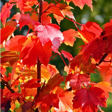 Nasiona Klonu Czerwonego (Acer rubrum)