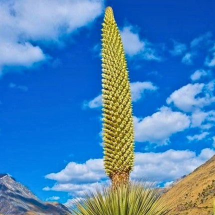 Nasiona Królowej Andów (Puya raimondii)