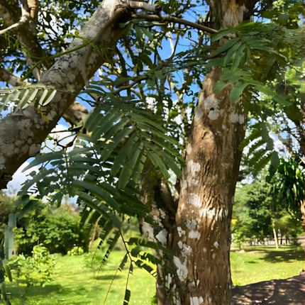 Nasiona Albicji Myriophylla (Albizia myriophylla)