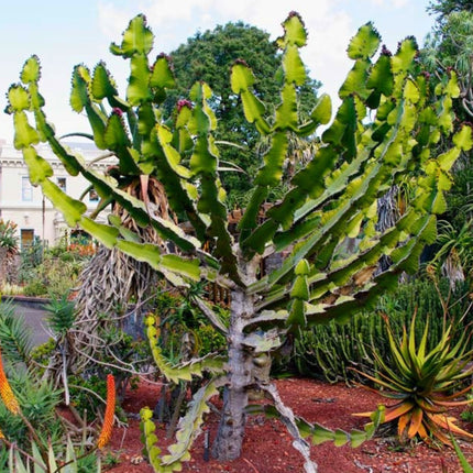 Nasiona Wilczomlecza Coopera (Euphorbia cooperi)