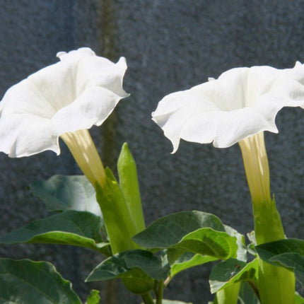 Nasiona Bielunia Indiańskiego (Datura innoxia)