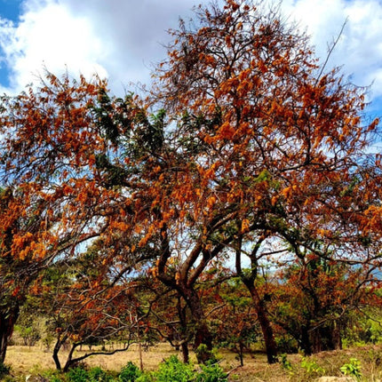 Nasiona Strączyńca Brązowego (Cassia moschata)