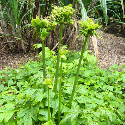 Nasiona Krąpieli Pierzastodzielnej (Tacca leontopetaloides)