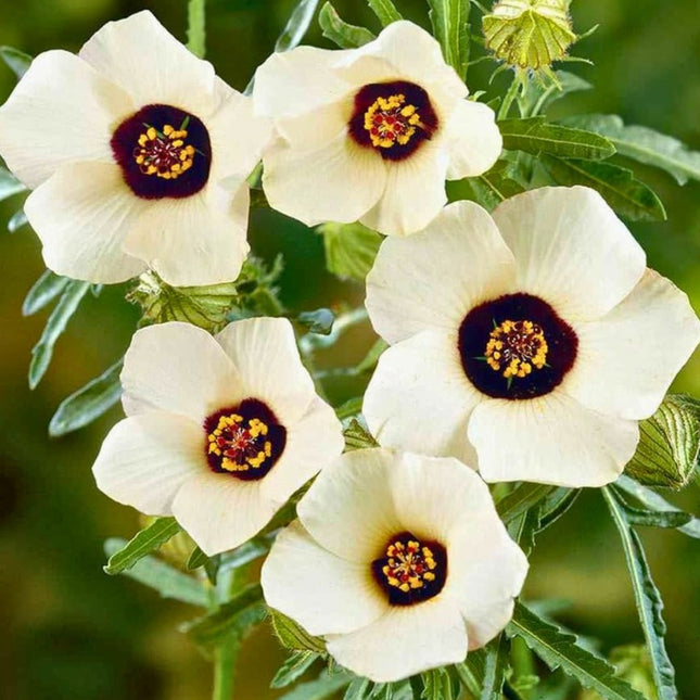 Nasiona Ketmii Południowej (Hibiscus trionum)
