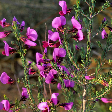 Nasiona Gomfolobium Szorstkiego (Gompholobium scabrum)