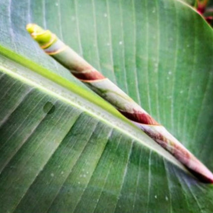 Nasiona Banana Wytrzymałego (Musa sp. 'Jamesonii')