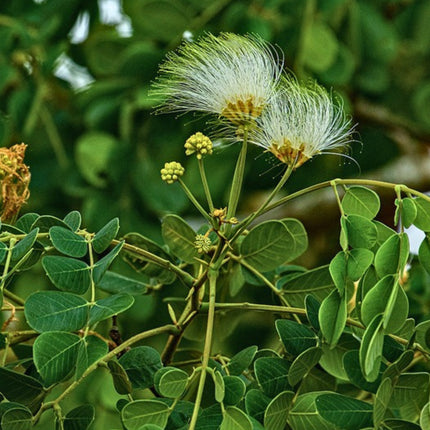 Nasiona Albicji Różnobarwnej (Albizia versicolor)