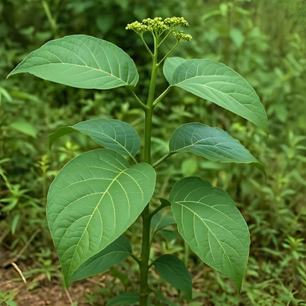 Nasiona Nadłużynu Wielkolistnego (Leea macrophylla)