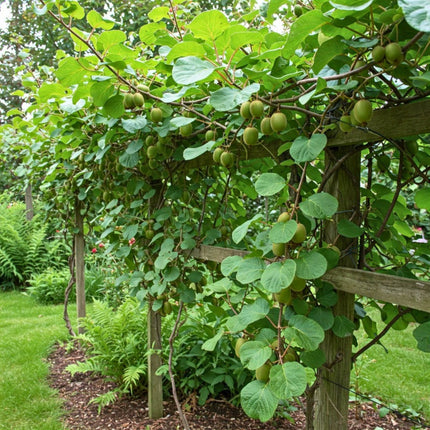 Nasiona Mini Kiwi (Actinidia arguta)