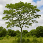 Nasiona Albicji Wysokiej (Albizia procera)