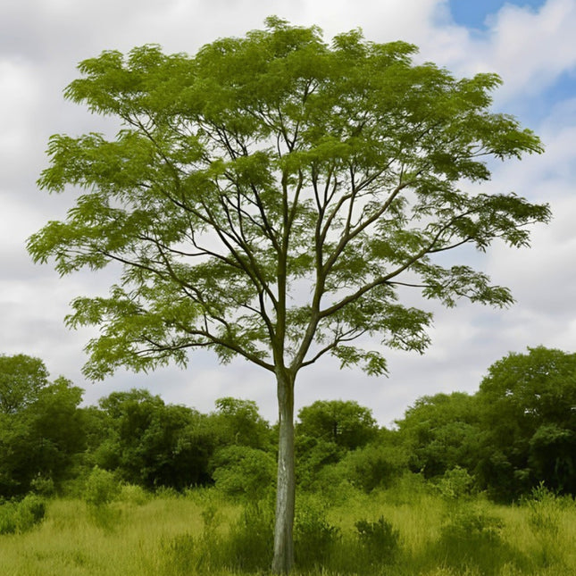 Nasiona Albicji Wysokiej (Albizia procera)