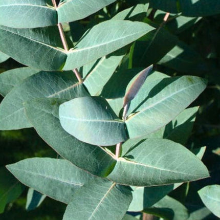 Nasiona Eukaliptusa Błyszczącego (Eucalyptus nitens)