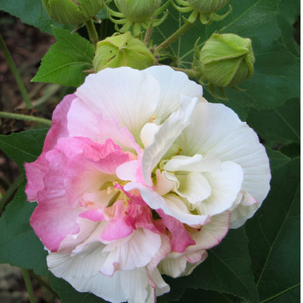 Nasiona Ketmii Zmiennej (Hibiscus mutabilis)