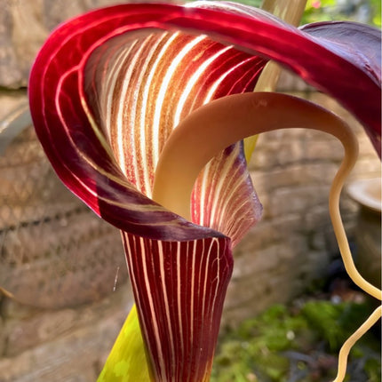 Nasiona Arizemy Okazałej (Arisaema speciosum)