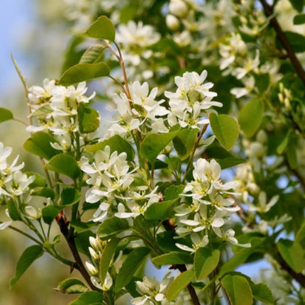Nasiona Świdośliwy Olcholistnej (Amelanchier alnifolia)