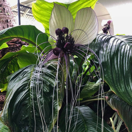 Nasiona Krąpieli Całolistnej (Tacca integrifolia)