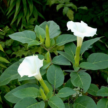 Nasiona Bielunia Surmikwiatu (Datura metel)