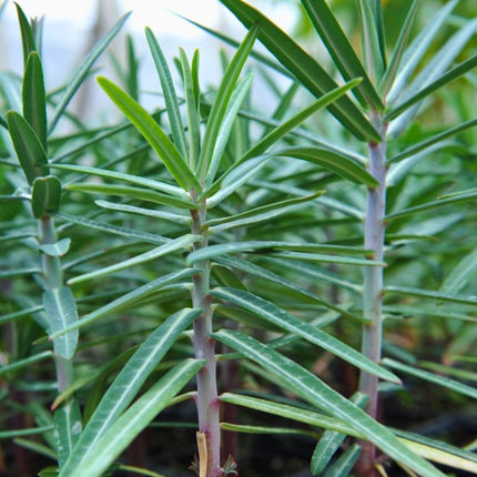 Nasiona Wilczomlecza Groszkowego (Euphorbia lathyris)