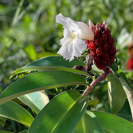 Nasiona Imbirowca Krepowanego (Hellenia speciosa / Costus speciosus)