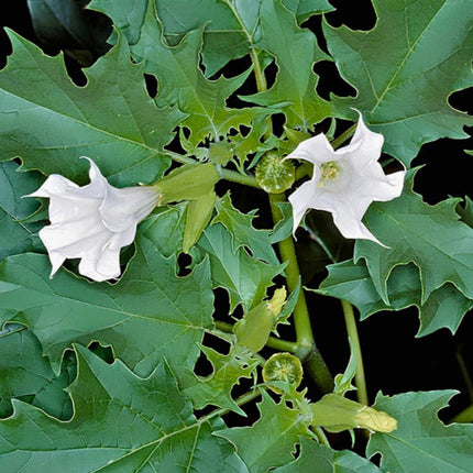 Nasiona Bielunia Dziędzierzawy (Datura stramonium)