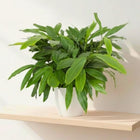 Nasiona Kardamonu Malabarskiego (Elettaria cardamomum)