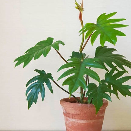 Nasiona Filodendrona Promienistego (Philodendron radiatum)