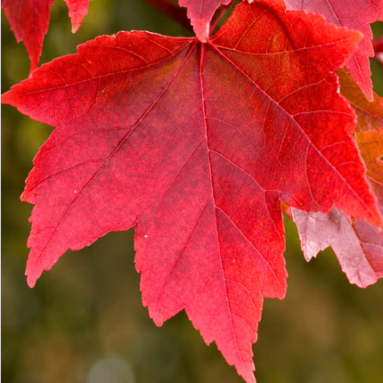 Nasiona Klonu Czerwonego (Acer rubrum)