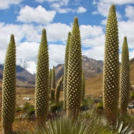 Nasiona Królowej Andów (Puya raimondii)
