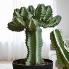 Nasiona Wilczomlecza Coopera (Euphorbia cooperi)
