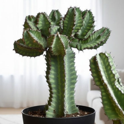 Nasiona Wilczomlecza Coopera (Euphorbia cooperi)