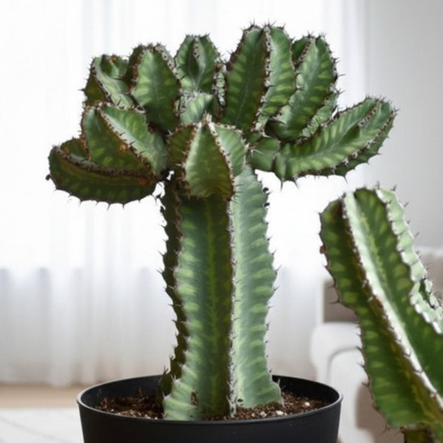 Nasiona Wilczomlecza Coopera (Euphorbia cooperi)