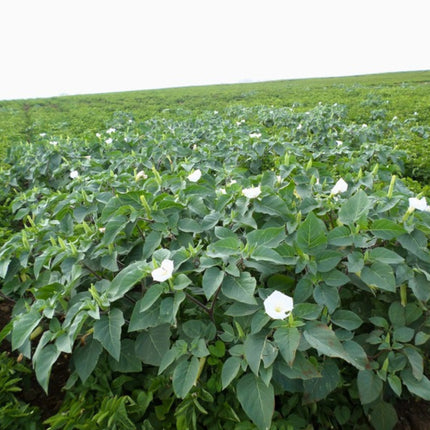 Nasiona Bielunia Indiańskiego (Datura innoxia)