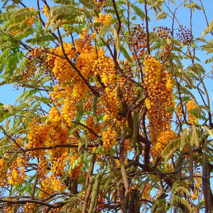 Nasiona Strączyńca Brązowego (Cassia moschata)