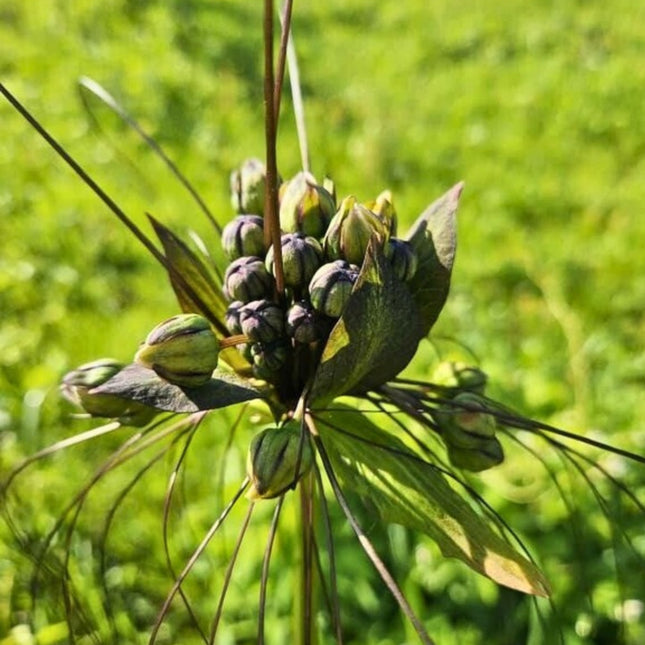 Nasiona Krąpieli Pierzastodzielnej (Tacca leontopetaloides)