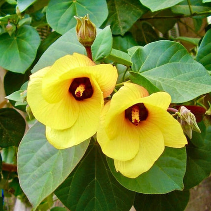 Nasiona Ketmii Lipowatej (Hibiscus tiliaceus)