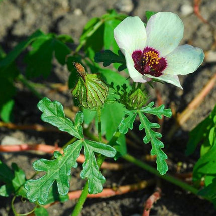 Nasiona Ketmii Południowej (Hibiscus trionum)