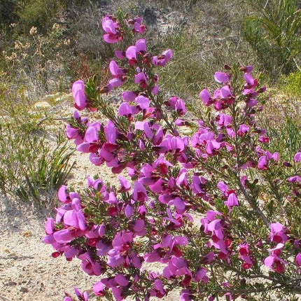 Nasiona Gomfolobium Szorstkiego (Gompholobium scabrum)