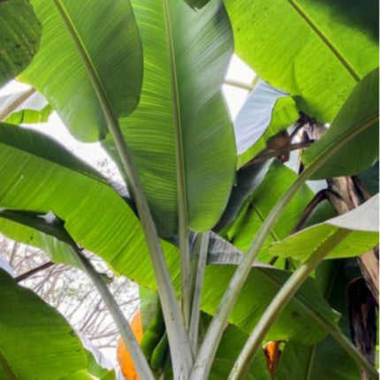 Nasiona Banana Wytrzymałego (Musa sp. 'Jamesonii')