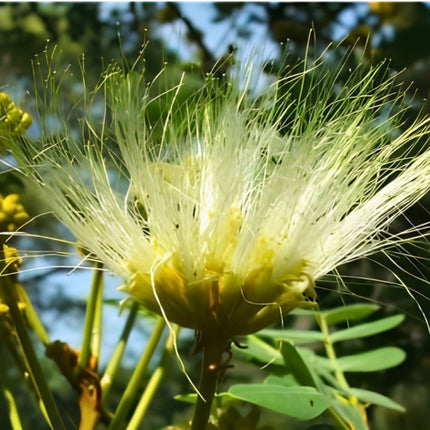 Nasiona Albicji Różnobarwnej (Albizia versicolor)