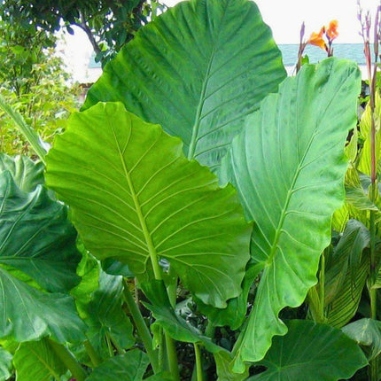 Nasiona Nadłużynu Wielkolistnego (Leea macrophylla)