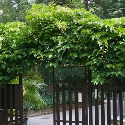 Nasiona Mini Kiwi (Actinidia arguta)